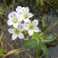 Limnophila aquatica (Roxb.) Alston